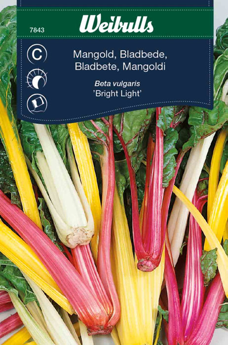 Bladbede 'Bright Light'